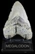 Bargain, Megalodon Tooth - North Carolina #51002-2